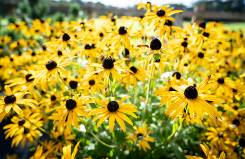 In the garden with… Linda Petrons, Greenfingers